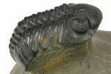 Two Detailed Reedops Trilobite - Atchana, Morocco #283857-8